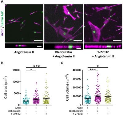 Using Polyacrylamide Hydrogels to Model Physiological Aortic Stiffness Reveals that Microtubules Are Critical Regulators of Isolated Smooth Muscle Cell Morphology and Contractility